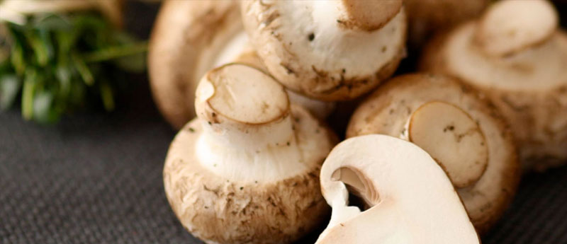 Brown Mushroom Casings Avaolable